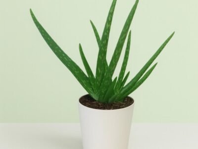 Aloe Vera
