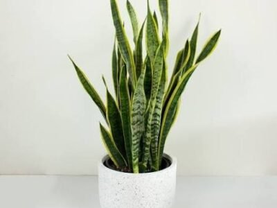 Snake Plant (Sansevieria)