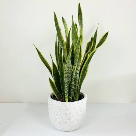 Snake Plant (Sansevieria)