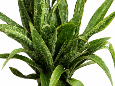 PN025-Snake Plant (Sansevieria)